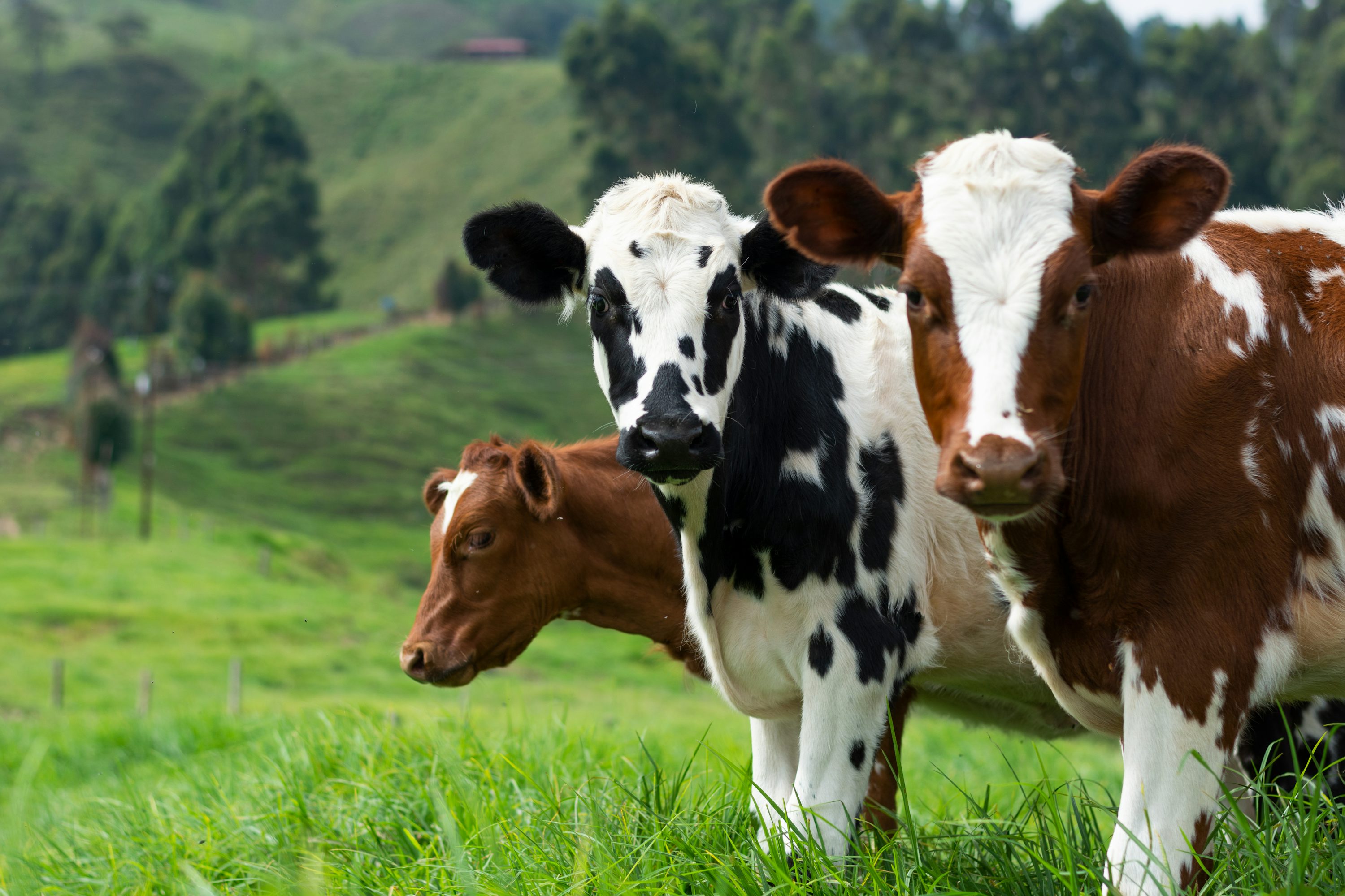 Hero Cow